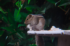 Funambulus palmarum