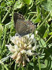 Polyommatus icarus