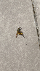 Vespula germanica