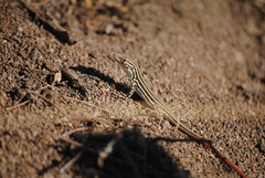 Acanthodactylus erythrurus