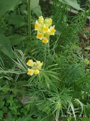 Linaria vulgaris