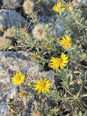 Heterotheca