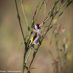 Carduelis carduelis