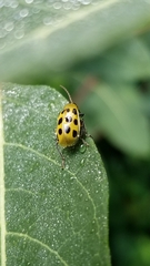 Diabrotica undecimpunctata