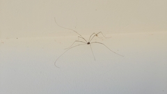 Leiobunum