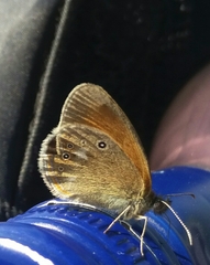 Coenonympha glycerion