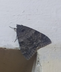 Catocala nupta