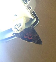 Catocala nupta