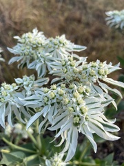 Euphorbia marginata