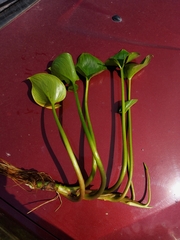 Calla palustris