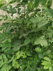 Fraxinus pennsylvanica