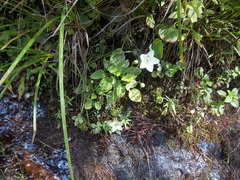 Parnassia glauca