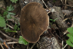 Lentinus substrictus