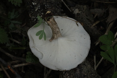 Lentinus substrictus