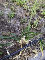 Agapanthus praecox