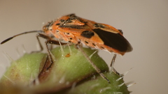 Corizus hyoscyami