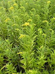 Solidago gigantea