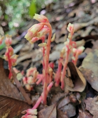 Monotropa hypopitys