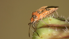 Corizus hyoscyami