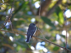 Contopus cinereus