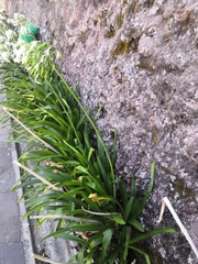 Agapanthus praecox
