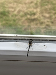 Diplacodes trivialis