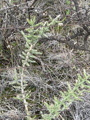 Cylindropuntia leptocaulis