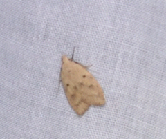 Machimia tentoriferella