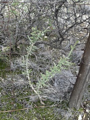 Cylindropuntia leptocaulis