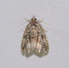 Protodeltote muscosula