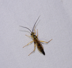 Cratichneumon