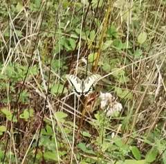 Papilio machaon