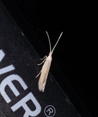 Plutella porrectella