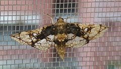 Omphisa anastomosalis