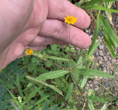 Melampodium appendiculatum