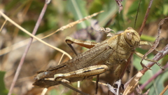 Anacridium aegyptium