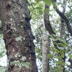Grewia tiliifolia