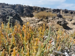 Salicornia