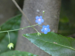 Omphalodes nitida
