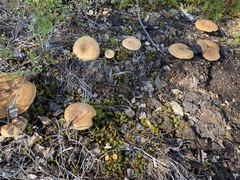 Suillus variegatus