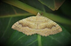 Camptogramma bilineata