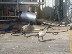 Threskiornis molucca