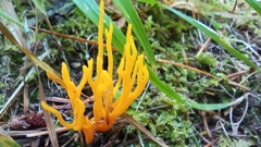 Calocera viscosa