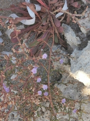 Limonium narbonense