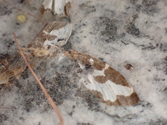 Lomaspilis marginata