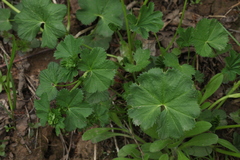 Alchemilla glabricaulis