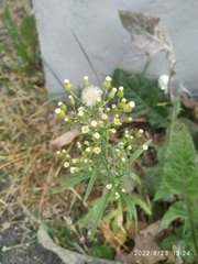 Erigeron canadensis