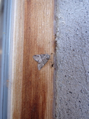 Brachylomia viminalis