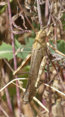 Anacridium aegyptium