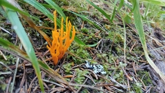 Calocera viscosa